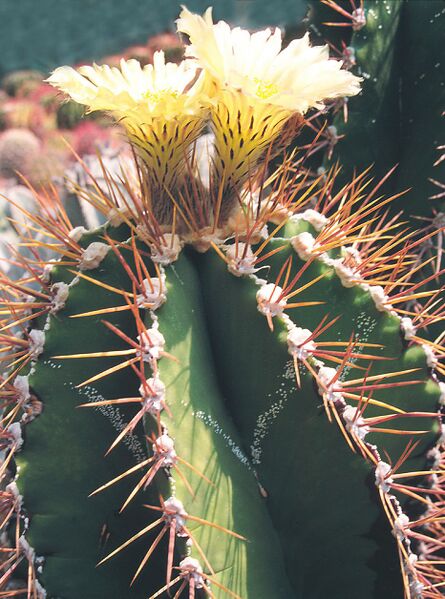 Fájl:Pozsgáslap 089-000.jpg