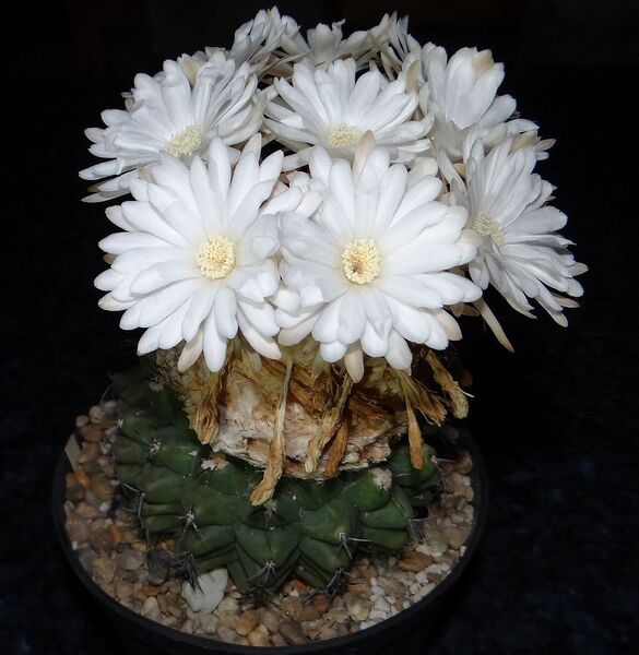 Fájl:Discocactus magnimammus.AGy 01.jpg