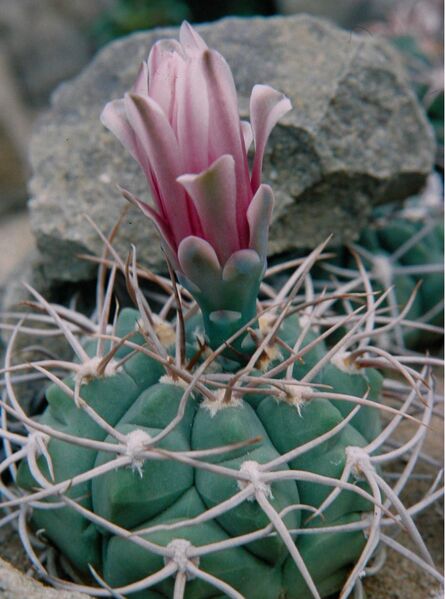 Fájl:Gymnocalycium hybopleurum 02-000.jpg