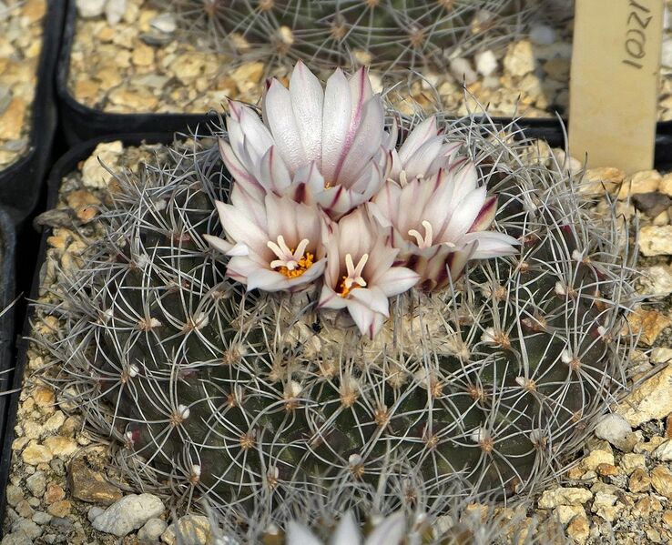 Fájl:T. saueri subsp. verduzcoi.SzJ 01.jpg