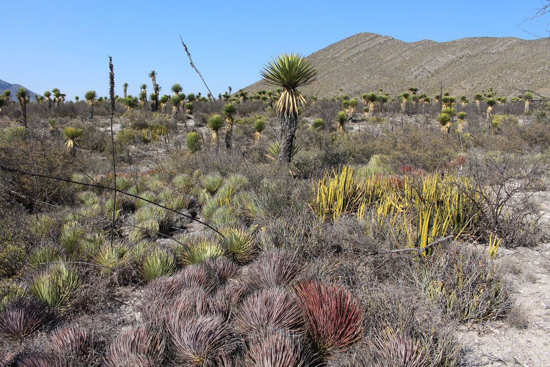 Sierra La Trinidad hegylába El Nunez közelében, San Luis Potosí, Mexikó, 1550 m t.sz.f., az Ariocarpus bravoanus típuslelőhelyén. Tipikus matorral rosetofilo vegetáció jellegzetes növényeivel, Agave stricta, Agave lechuguilla és Yucca carnerosana.