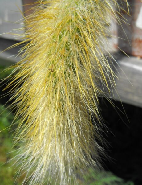 Fájl:Cleistocactus winteri colademono-002.jpg