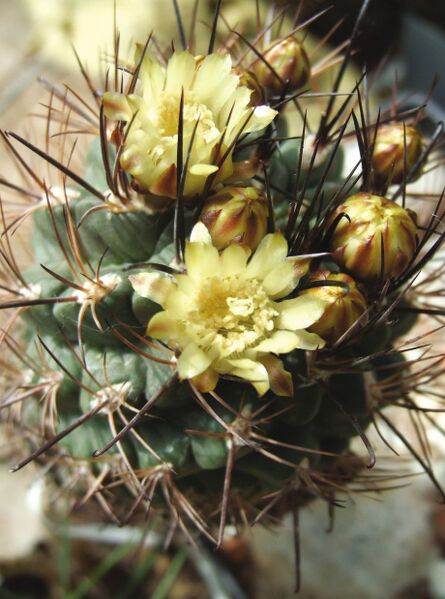 Fájl:Neowerdermannia chilensis 02 (1)-0.jpg