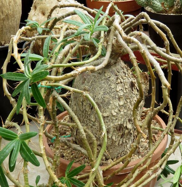 Fájl:Pachypodium succulentum-000.jpg