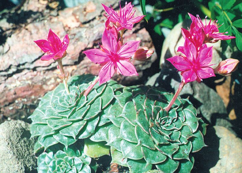 Fájl:Pozsgáslap 023-001.jpg