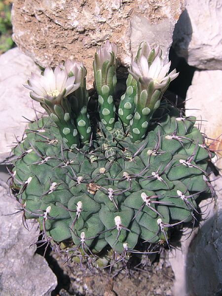 Fájl:Pozsgáslap 028-001.jpg