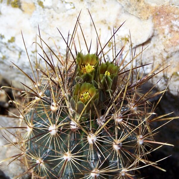 Fájl:Sclerocactus scheeri-2.jpg