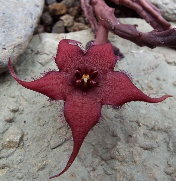Fájl:Stapelia schinzii angolensis-001.jpg