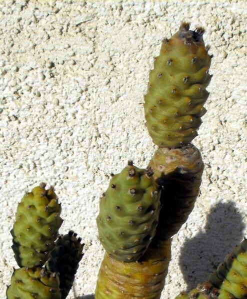 Fájl:Tephrocactus articulatus-3.jpg