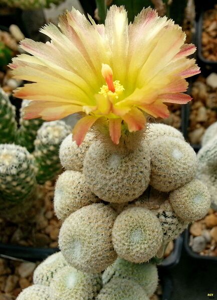 Fájl:Thelocephala chalensis.AGy 01.jpg