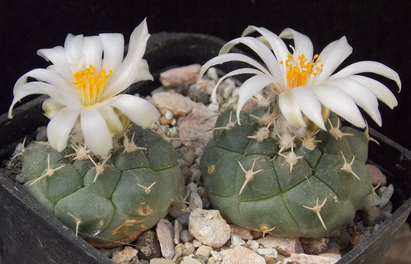 Fájl:Turbinicarpus lophophoroides.JCs 01.jpg
