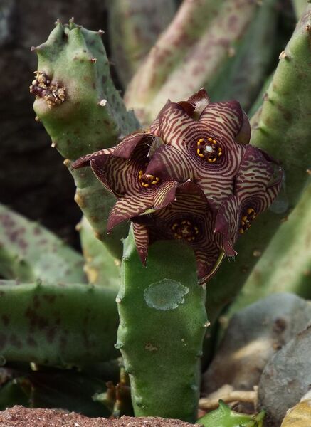 Fájl:Caralluma europea-000.jpg