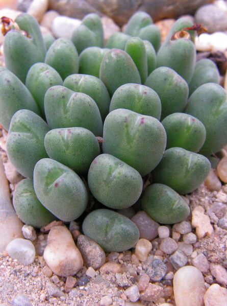 Fájl:Conophytum chauviniae-000.jpg