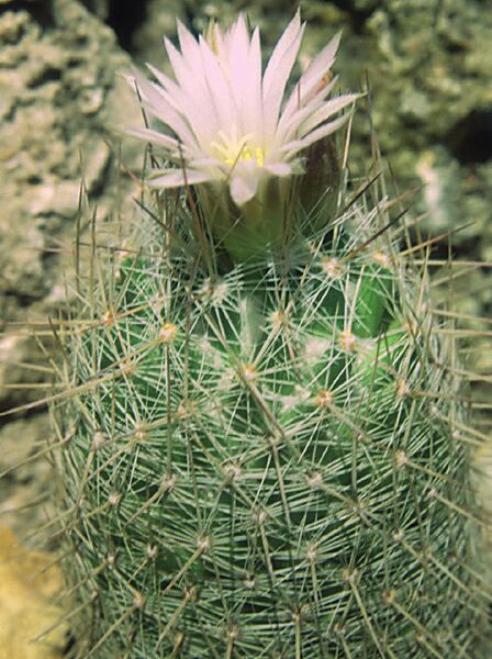 Fájl:Pozsgáslap 005-001.jpg