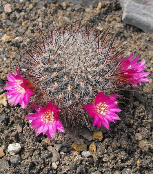 Fájl:Rebutia steinbachii aglaia 01-0.jpg