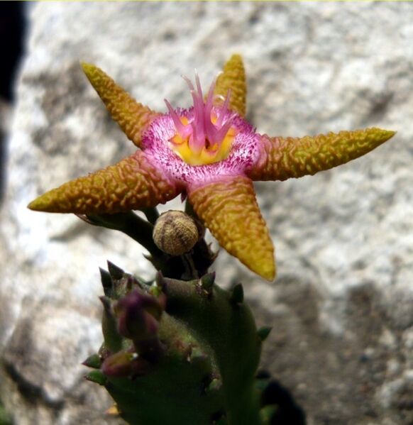 Fájl:Stapelia flavopurpurea-3.jpg