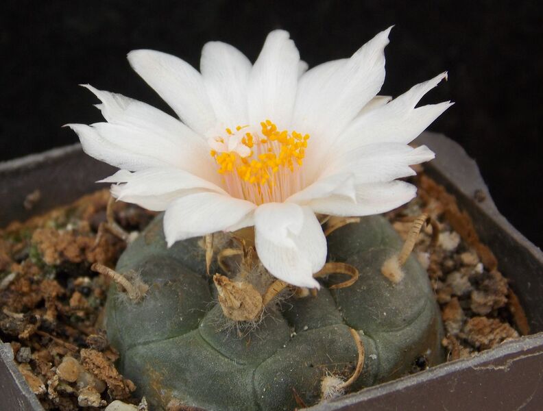 Fájl:Turbinicarpus rioverdensis.JCs 01.jpg