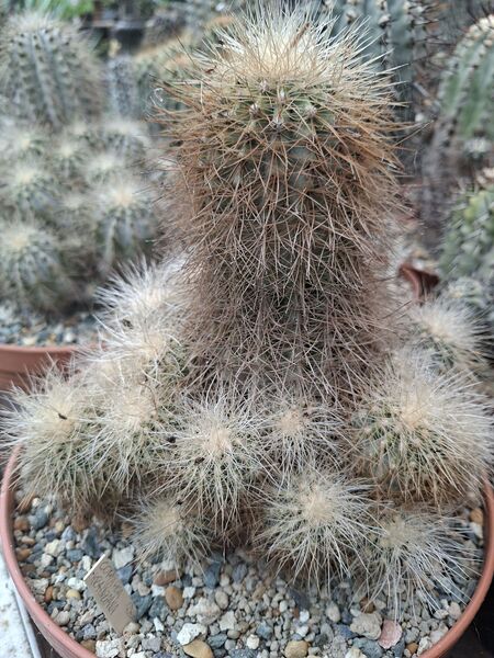 Fájl:Copiapoa krainziana.HL 03.jpg