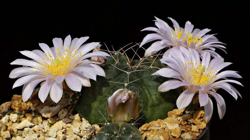Fájl:Echinocereus knippelianus MZ36.SzJ 01.jpg