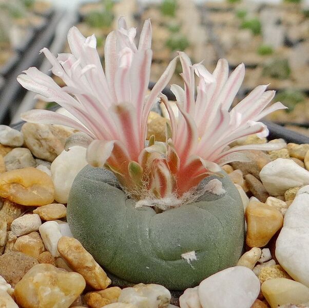 Fájl:Lophophora alberto-vojtechii.AGy 01.jpg