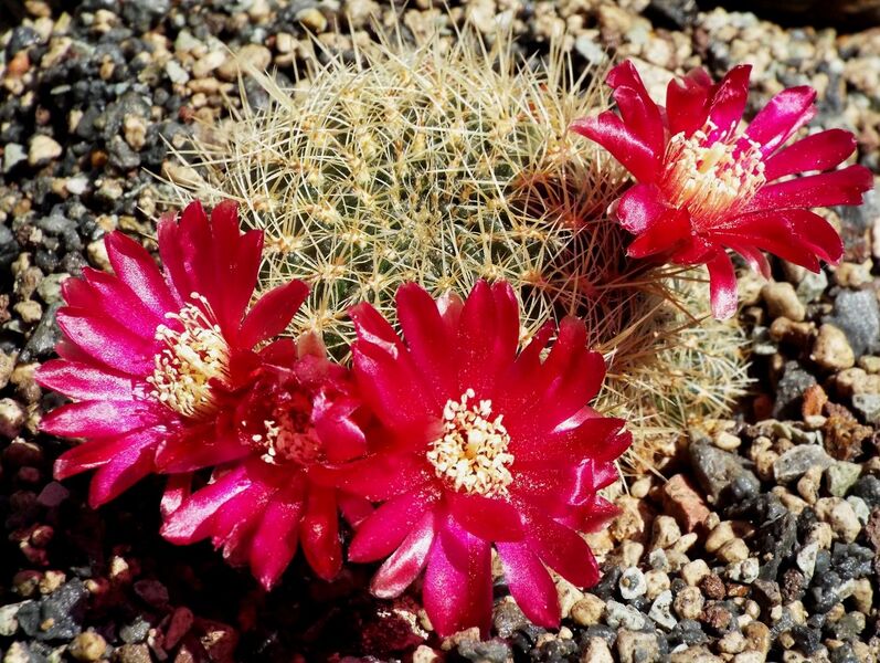 Fájl:Rebutia steinbachii tiraquensis var. electracantha-002.jpg