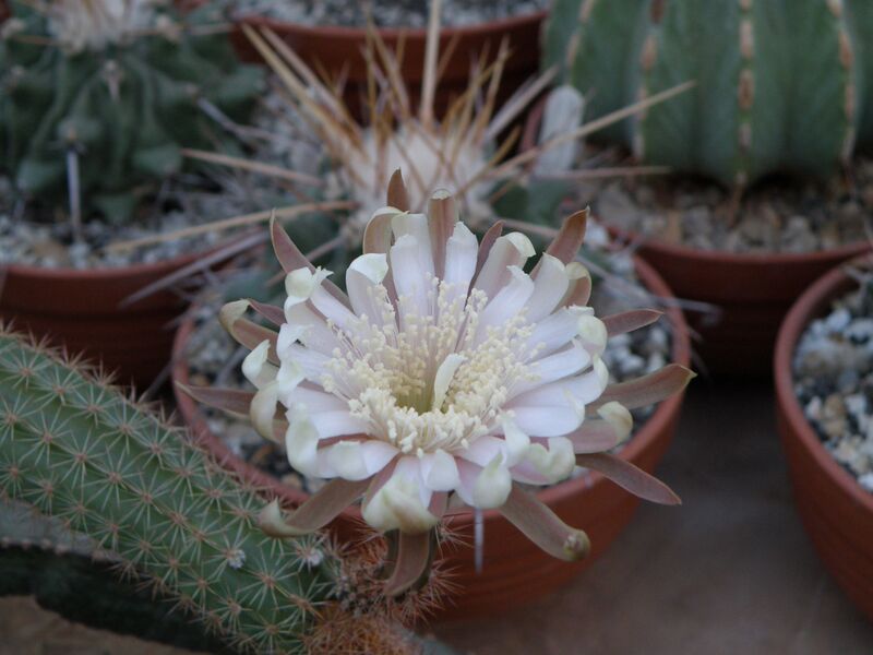 Fájl:Acanthocereus oaxacensis Balázs Zoltán 01.jpg