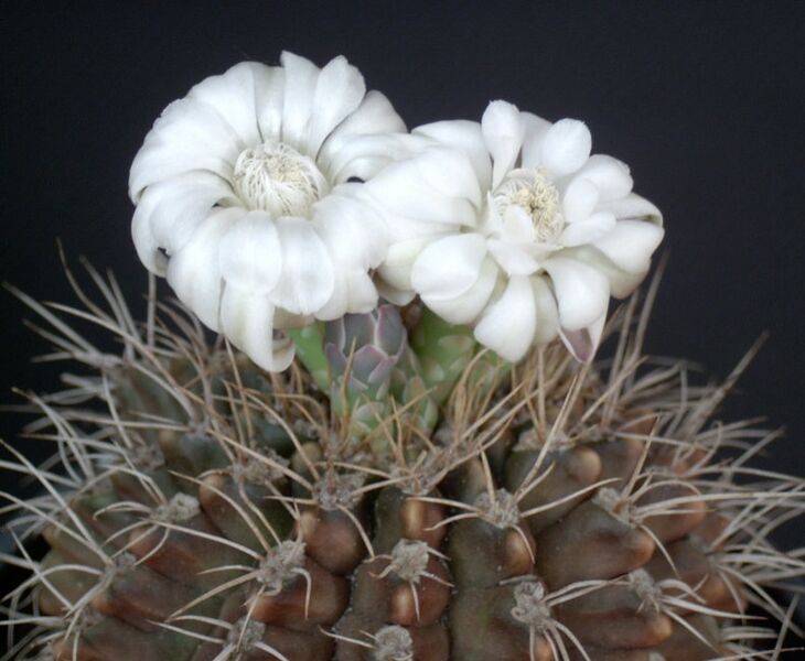 Fájl:Gymnocalycium anisitsii-001.jpg