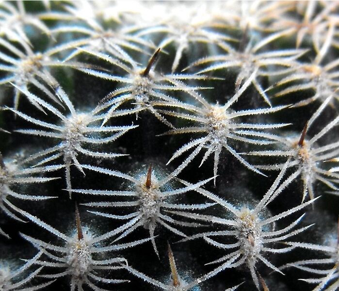Fájl:Rebutia albipectinata-2.jpg