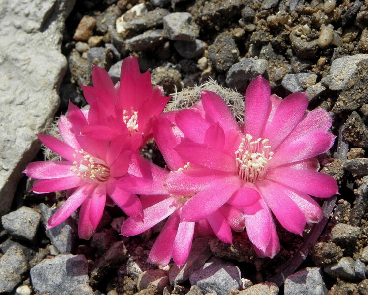 Fájl:Rebutia steinbachii mizquensis-002.jpg