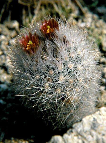 Fájl:Escobaria dasyacantha subsp chaffeyi-000.jpg