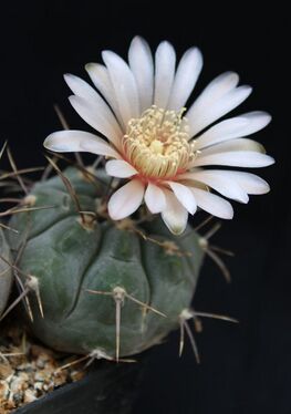Gymnocalycium glaucum