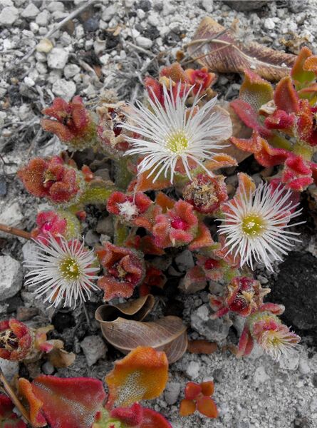 Fájl:Mesembryanthemum crystallinum-000.jpg