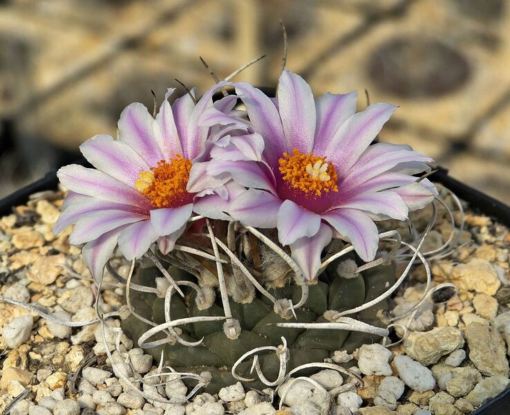 Fájl:Turbinicarpus schmiedickeanus rubriflorus.SzJ 02.jpg