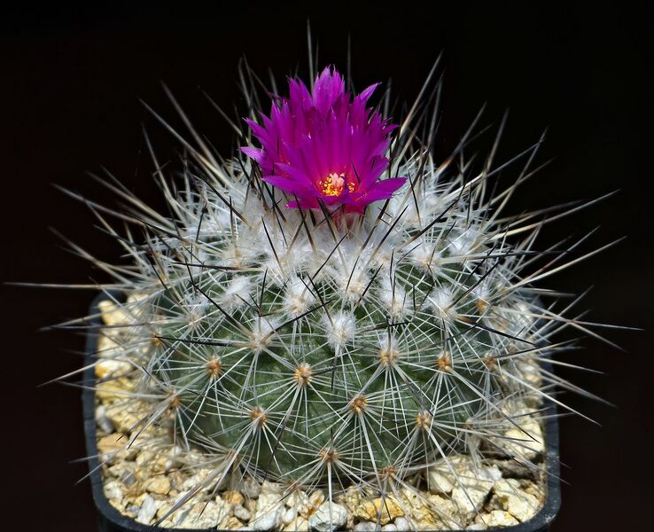 Fájl:Turbinicarpus viereckii MH119.SzJ 01.jpg