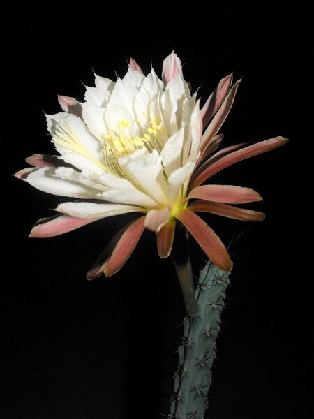 Fájl:Cereus aethiops.Lukoczki 01.jpg