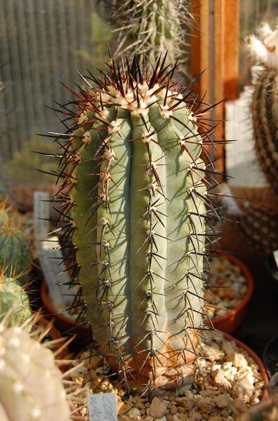 Fájl:Copiapoa atacamensis.HL 01.jpg