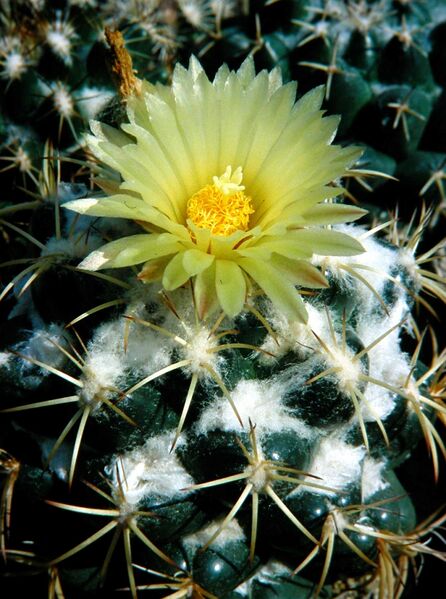 Fájl:Coryphantha pycnacantha-002.jpg