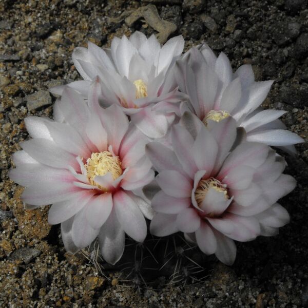 Fájl:Gymnocalycium amerhauseri-001.jpg