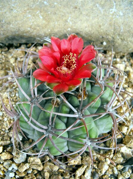 Fájl:Gymnocalycium oenanthemum tillianum-000.jpg