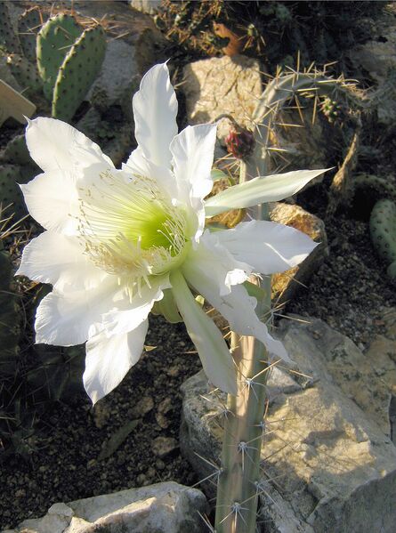 Fájl:Harrisia pomanensis 02-000.jpg