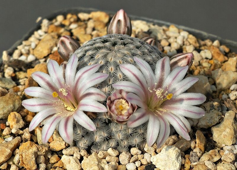 Fájl:Mammillaria sanchez-mejoradae.SzJ 01.jpg