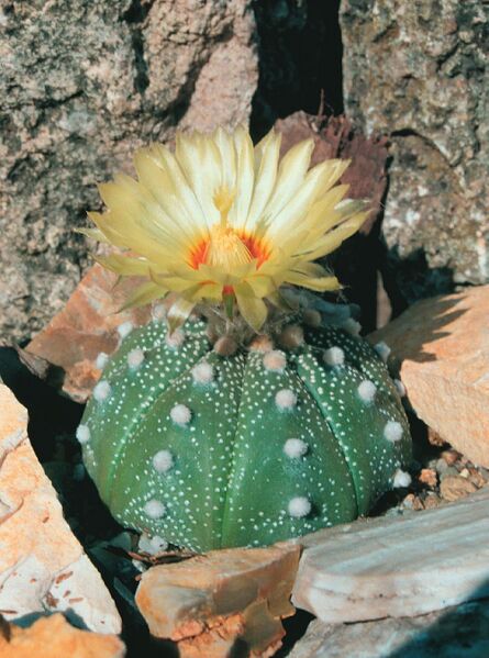 Fájl:Pozsgáslap 017-000.jpg