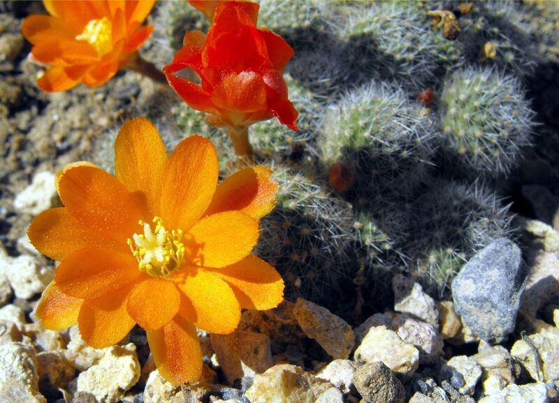 Fájl:Rebutia pulvinosa pulvinosa-1.jpg