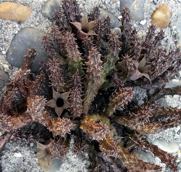 Fájl:Stapelianthus decary-1.jpg