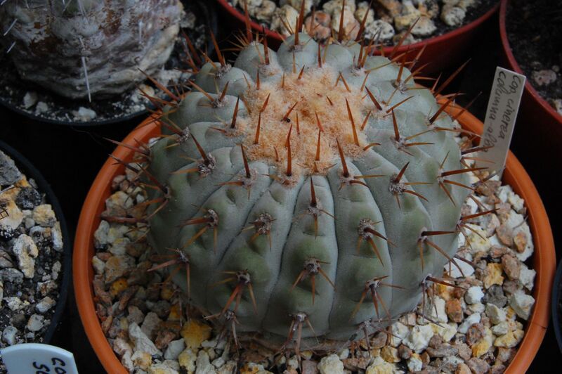Fájl:Copiapoa cinerea subsp. columna-alba.HL 04.jpg