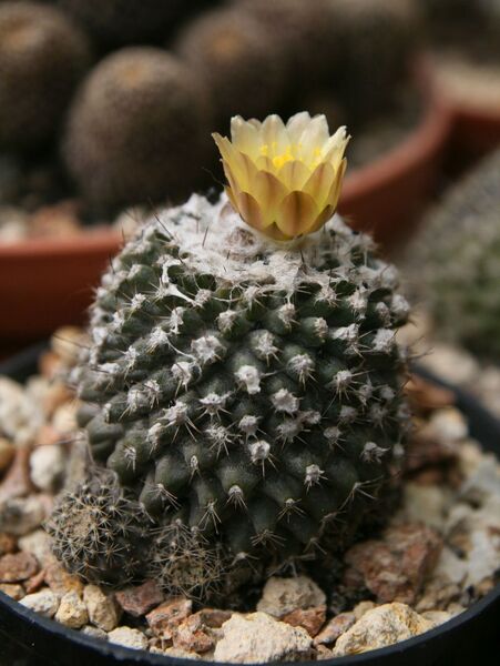 Fájl:Copiapoa humilis subsp. tenuissima.HL 01.jpg