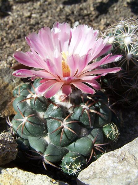 Fájl:Coryphantha elephantidens-000.jpg