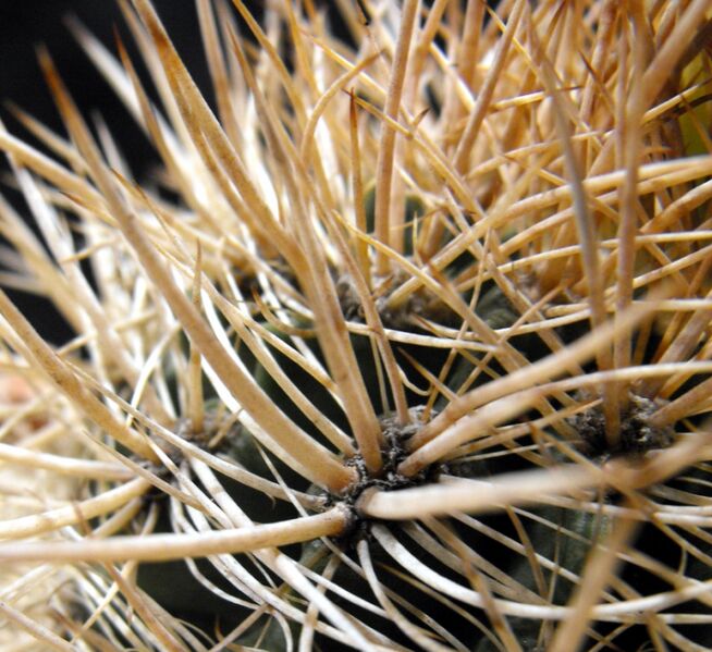 Fájl:Eriosyce senilis coimasensis-002.jpg