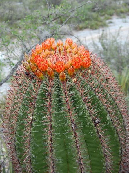 Fájl:Ferocactus pilosus 1 rész-000.jpg
