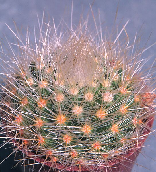 Fájl:Pozsgáslap 095-002.jpg